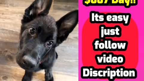 ✅ Crazy Dog Has Adorable Reaction lessen this Music!!