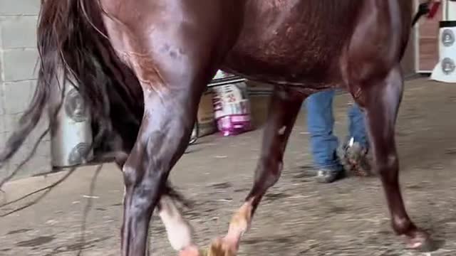 Give it a good bath, and then take part in a beauty contest