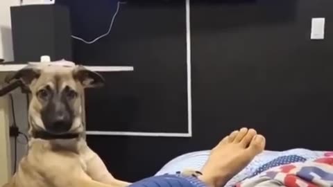 Funny Animal Videos. My dog trying to wake me up...