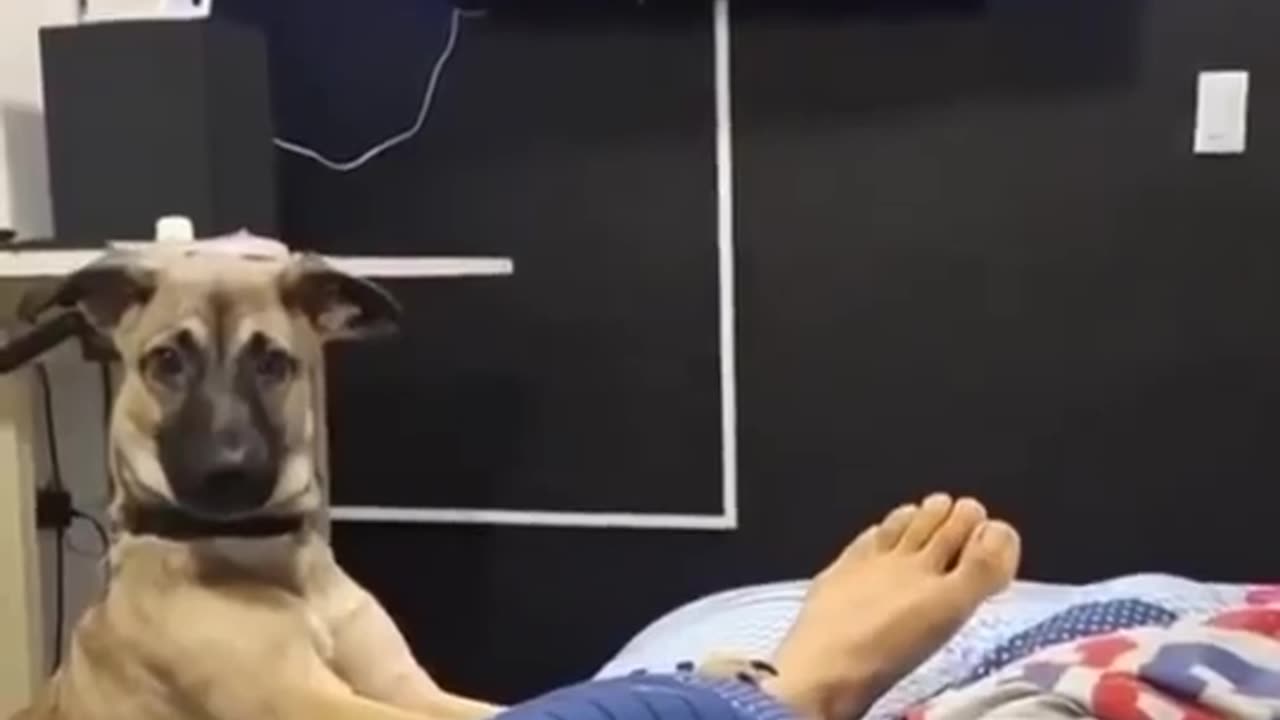 Funny Animal Videos. My dog trying to wake me up...
