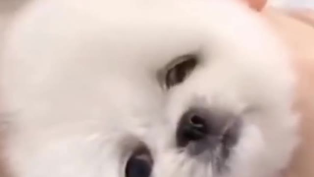 Awwww Cute Dog Videos