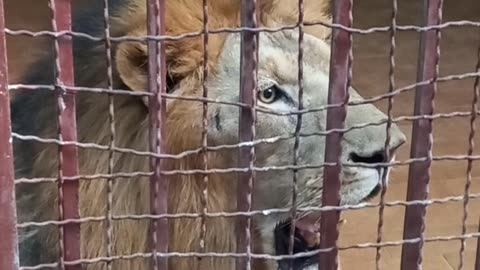 Angry 😠 Lion in Lahore zoo