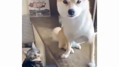 When dogs and cats get together, the fun never ends!