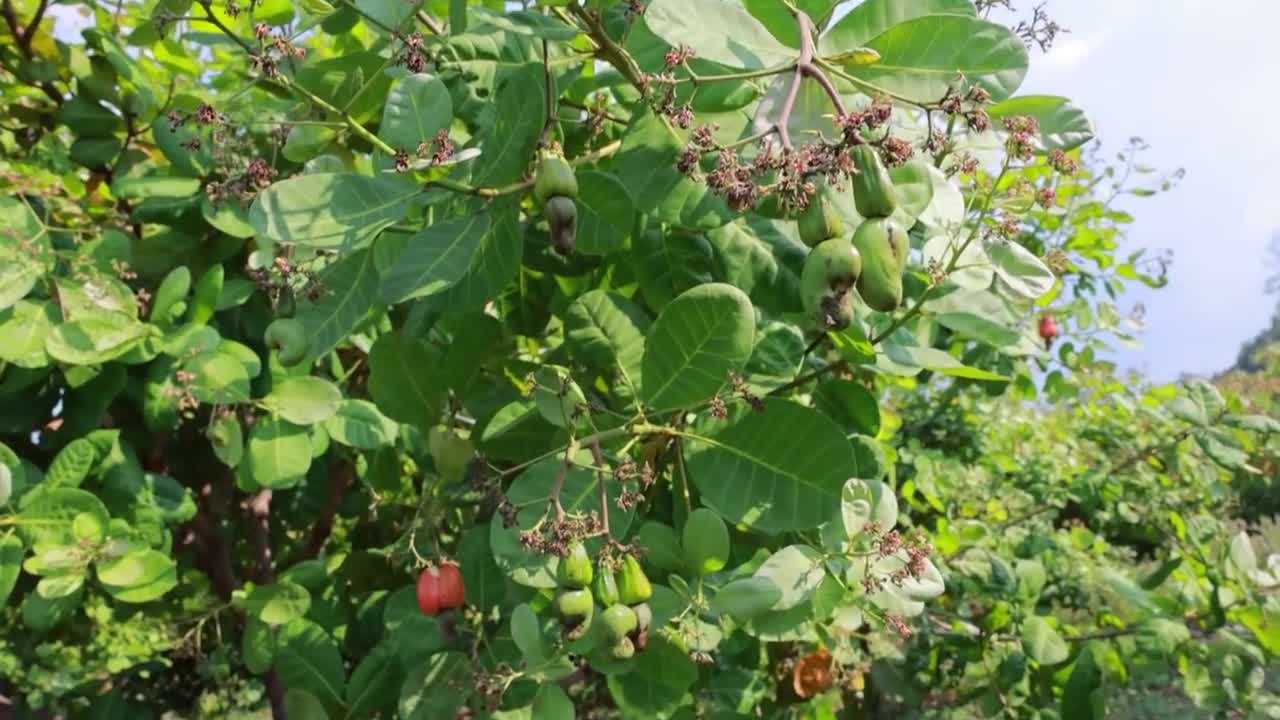 Cashew Cultivation and Cashew Nut Harvesting in My Village-17