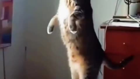 Cat fighting and meowing