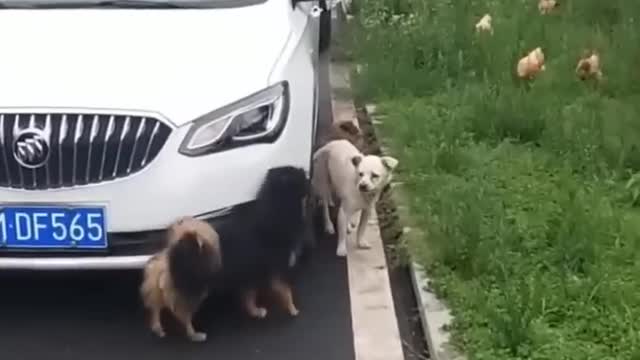 Funniest Videos 2022 🤣 Cute Cats and Funny Dogs 🐶😹 Part 22