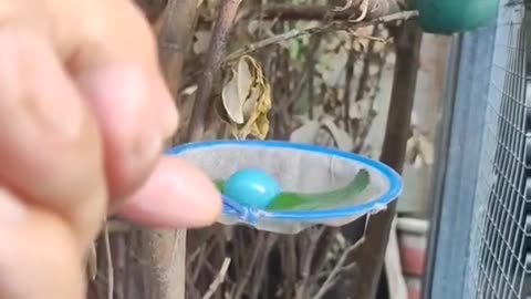 Sparrow laying egg