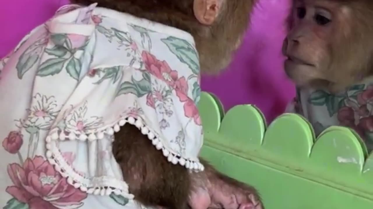 monkey work. funny video