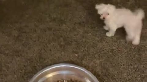 Special needs dog hilariously yells for food time