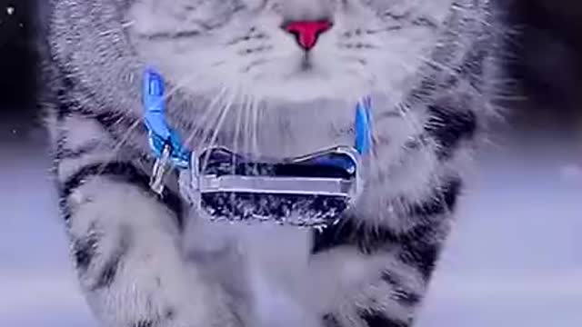 A Beautiful Cute Cat is walking in Snow Fall