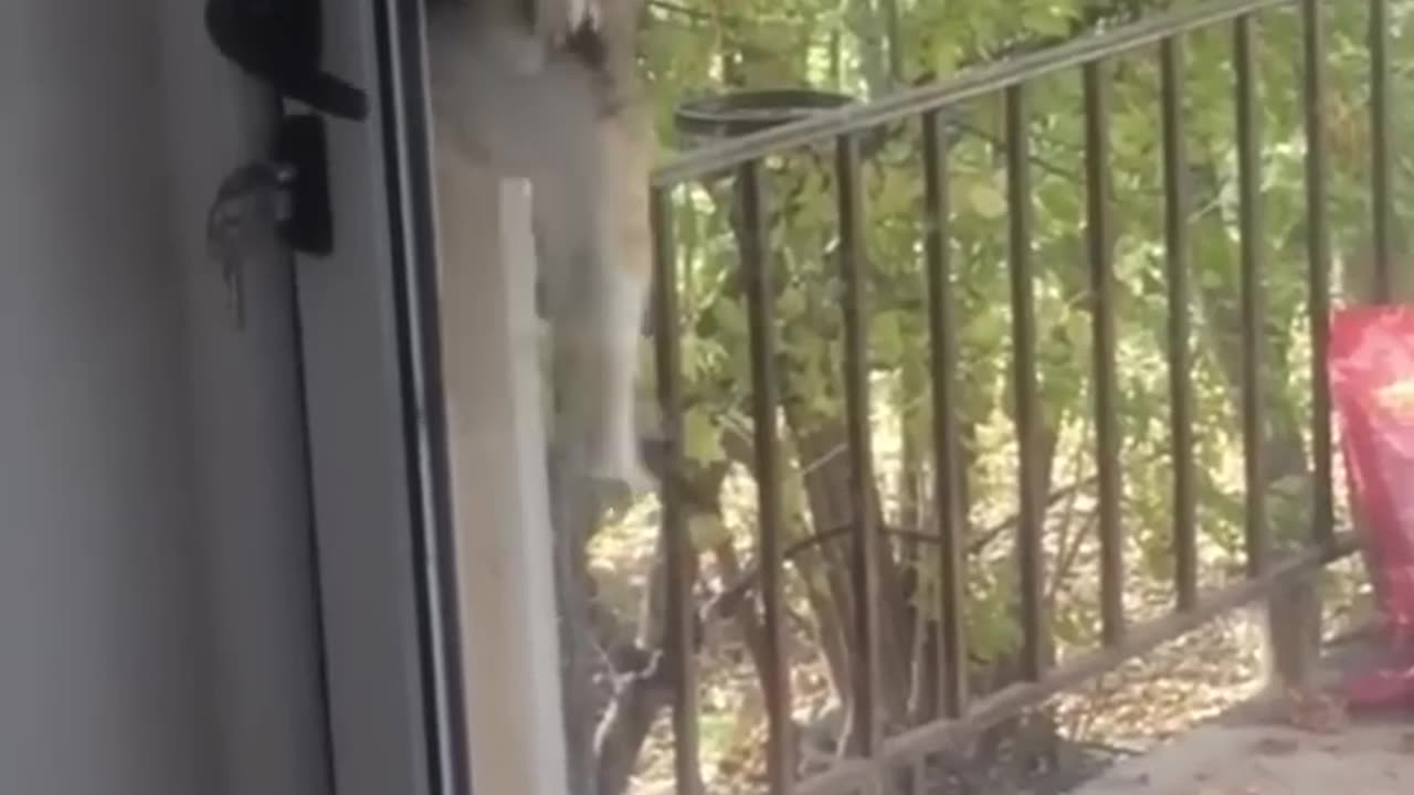 Cat 🐈😺 very funny