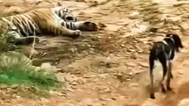 very sad! tiger attack on dog at national park