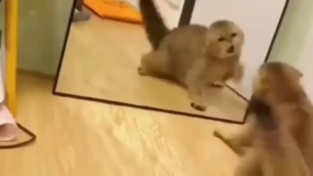 crawy cat