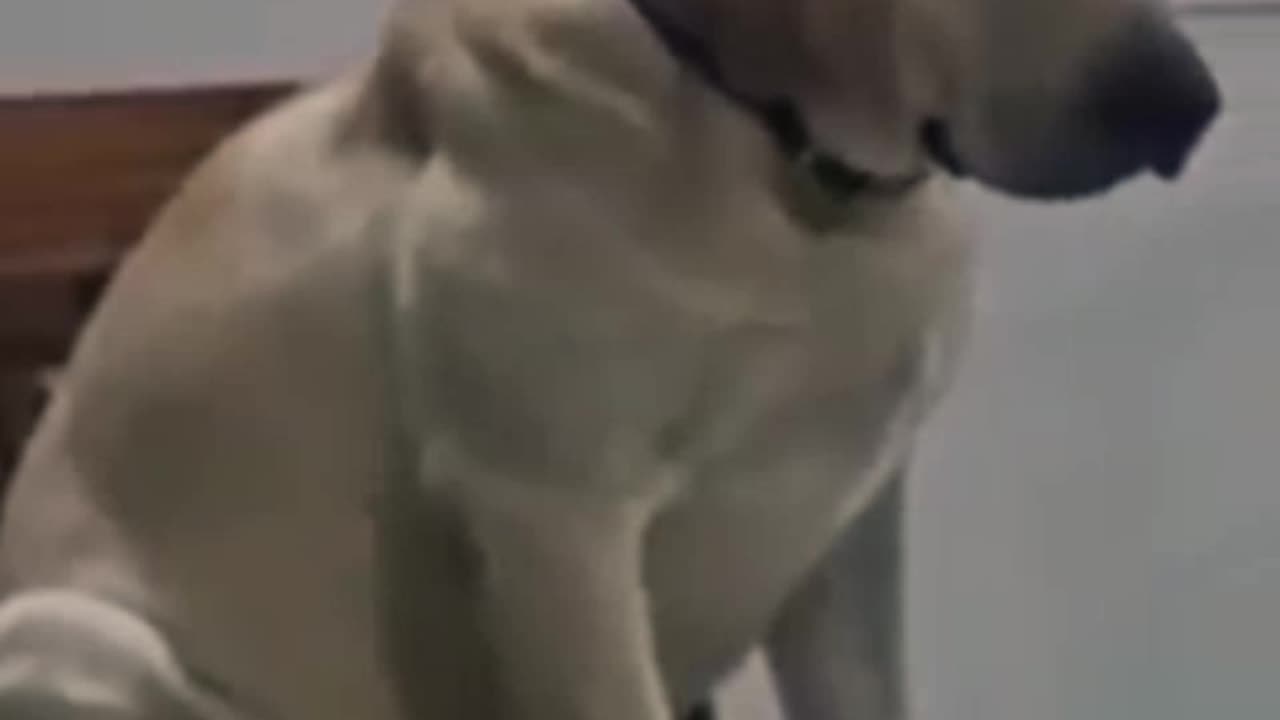 funny moments of animals 😂😂