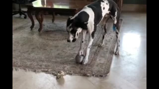 Dog funny video #shorts