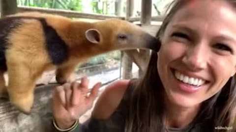 Funny animal videos