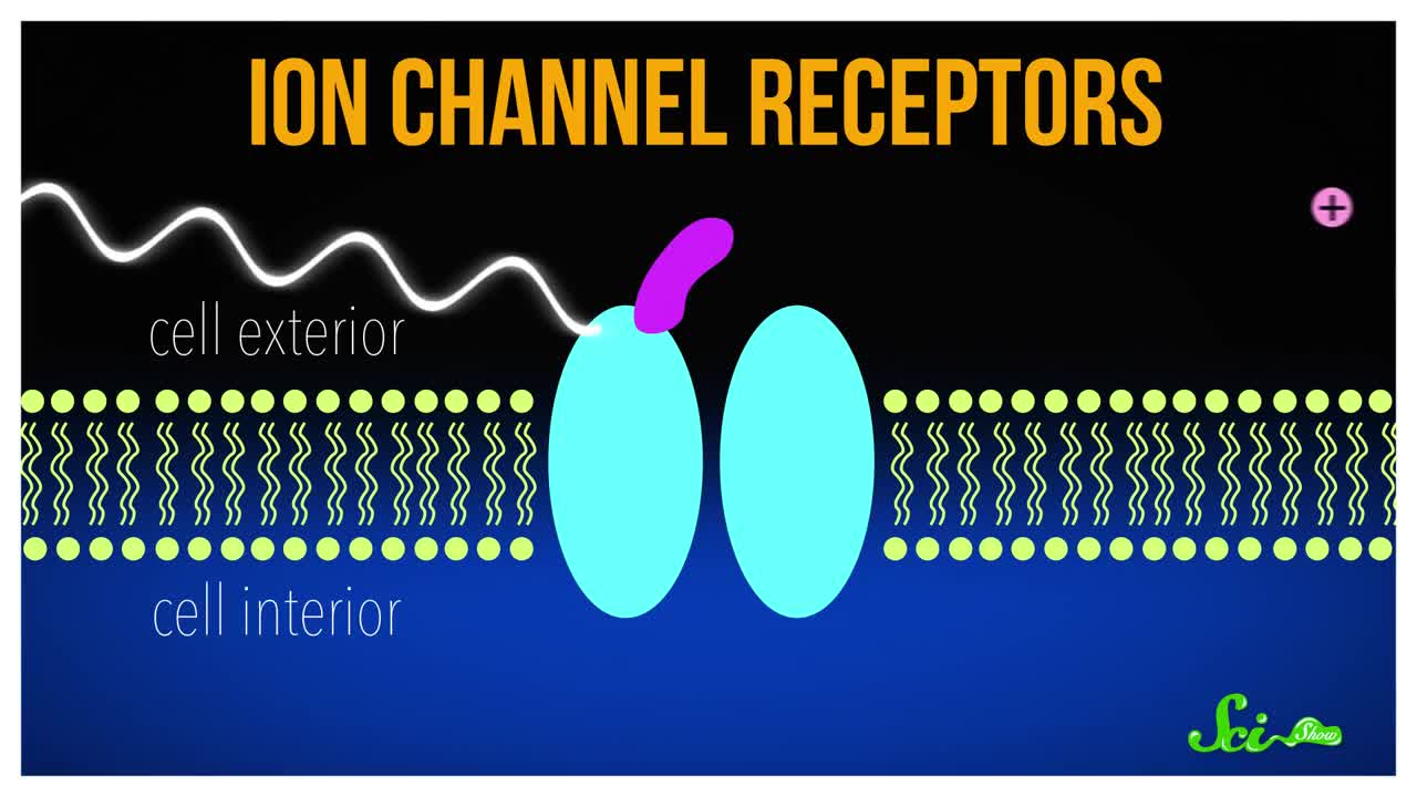 Optogenetics: Using Light to Control Your Brain