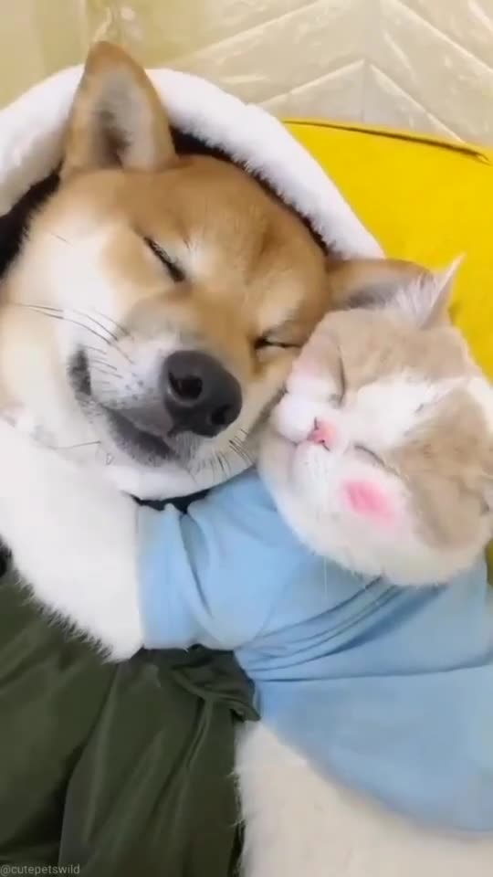 Best Funny Cute Dogs Viral Clips😹__ #funny Pet Animals #shorts Video😂__ #trending Shorts #shorts