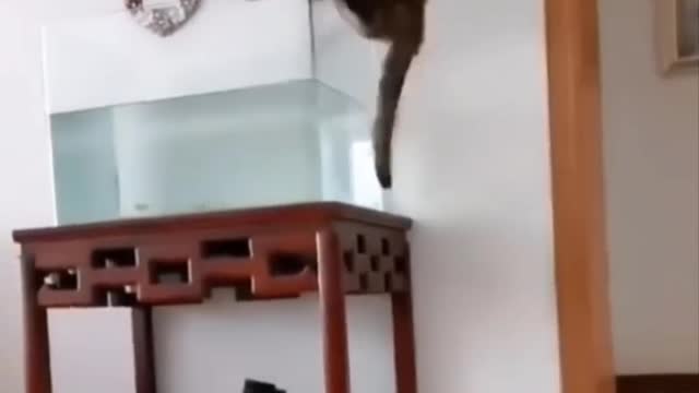 Cat jumping in and out of aquarium