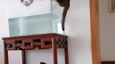 Cat jumping in and out of aquarium