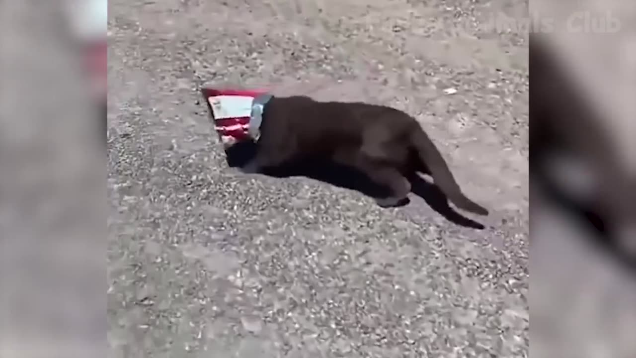 funny animals
