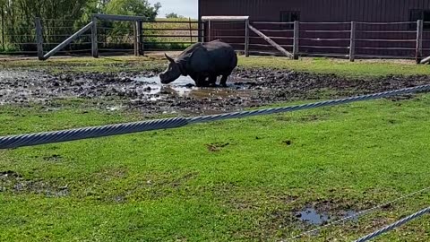 Rhino at the zoo