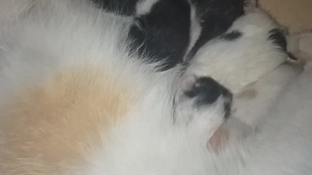 Adorable Moments: Newborn Kittens Nursing Moments After Birth