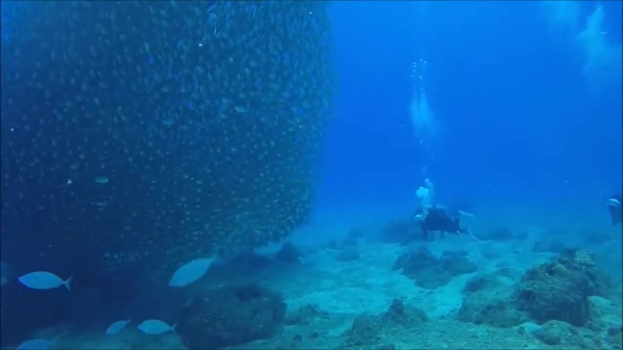 Ocean Life and Nature Documentary - Amazing Underwater