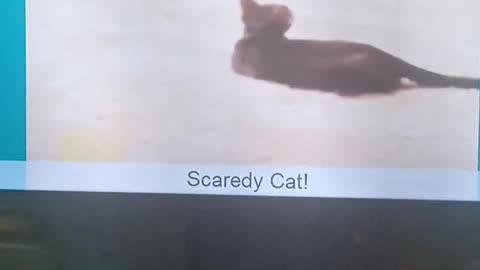 Cats can jump