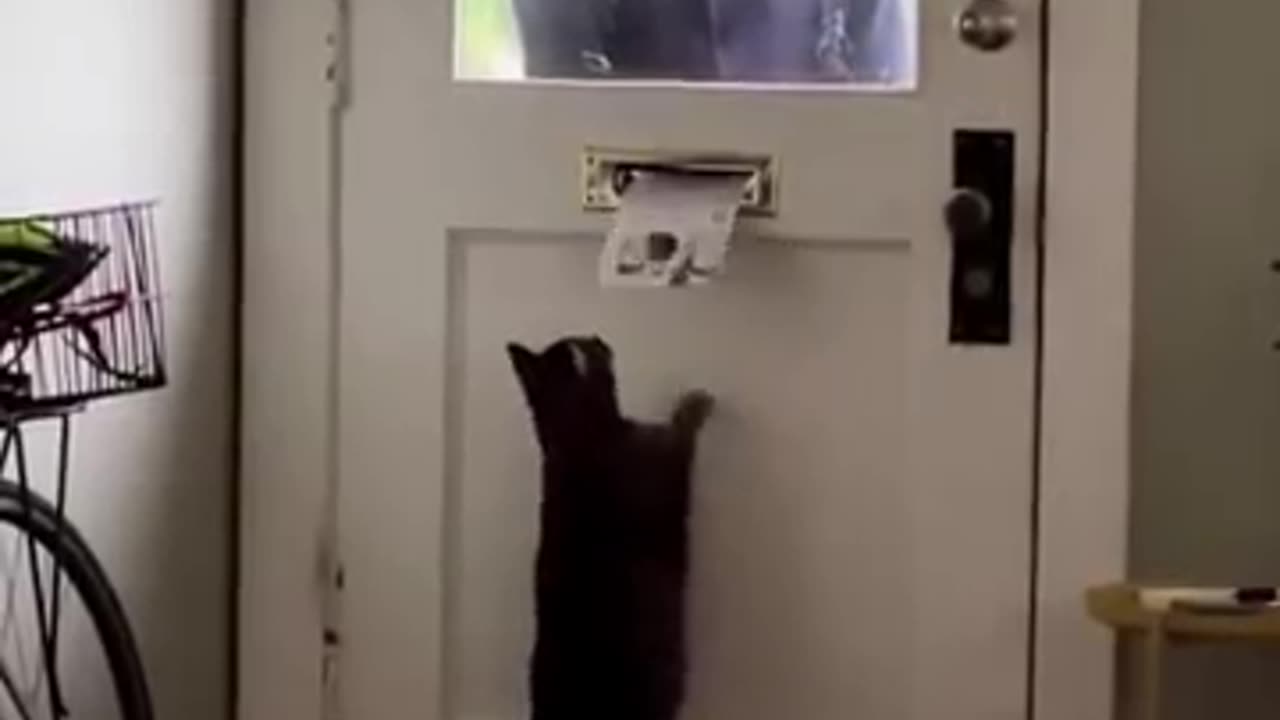 Cat funny video