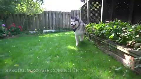 Don't mess with an Alaskan Malamute...