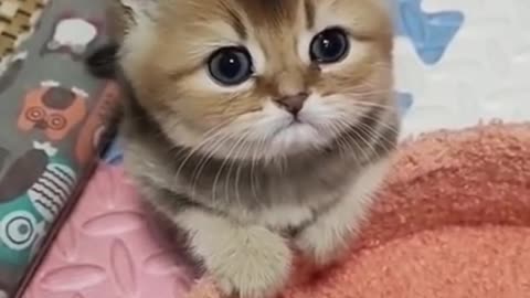 Cute Kitten