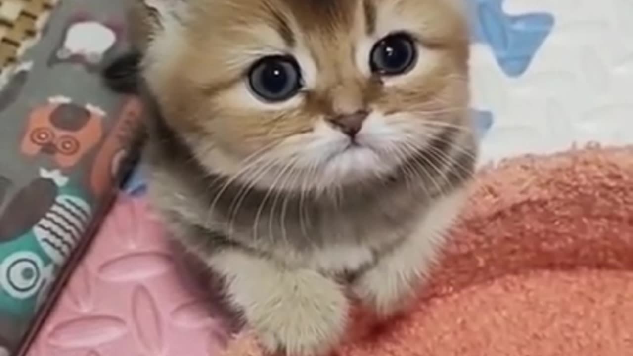 Cute Kitten