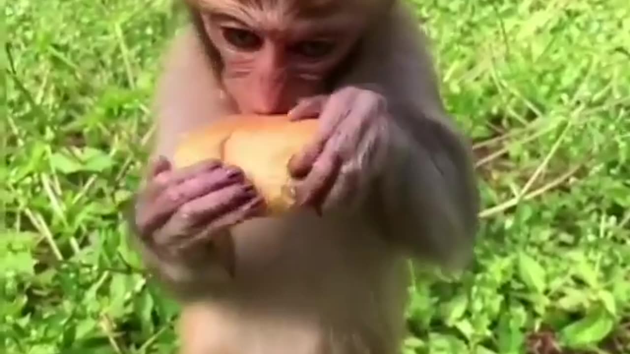 Hungry Monkey 😂😂