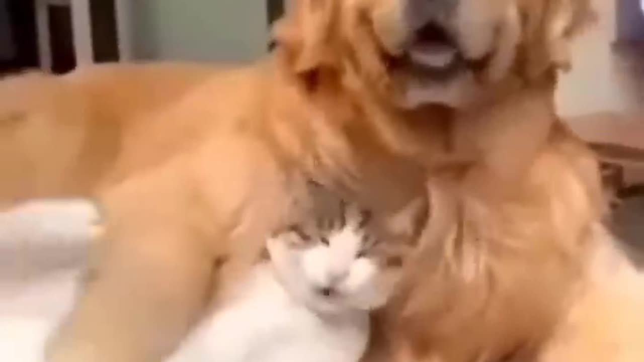 Dog&Cat😺😺