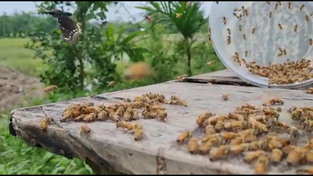 How to keep honey bees at home | Beekeeping ideas | beekeeping tips | Bees and beekeeping in india |