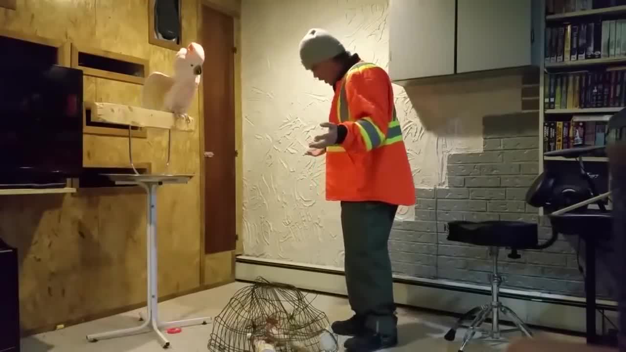 5 Funny Talking Parrots creepy and coolp3