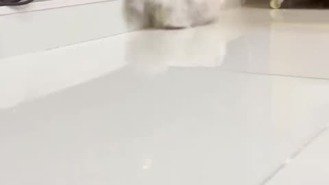 CUTE CAT RUN