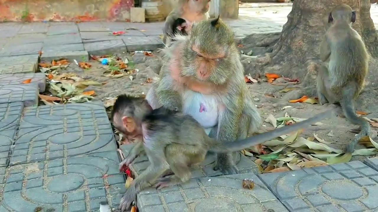 Cutest Monkey Funn