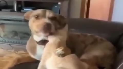 Funny animal