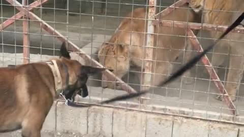 Watch what the dog did to the female lion 😯