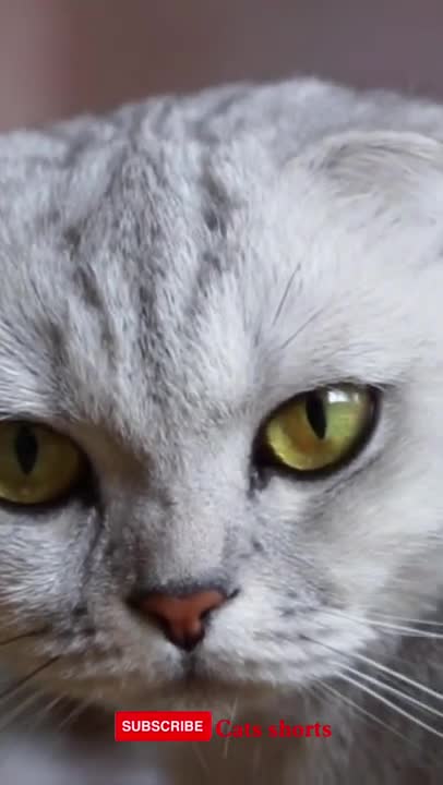 funny cat #shorts