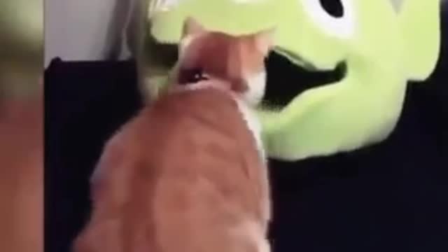 Funny cat videos 😂😂
