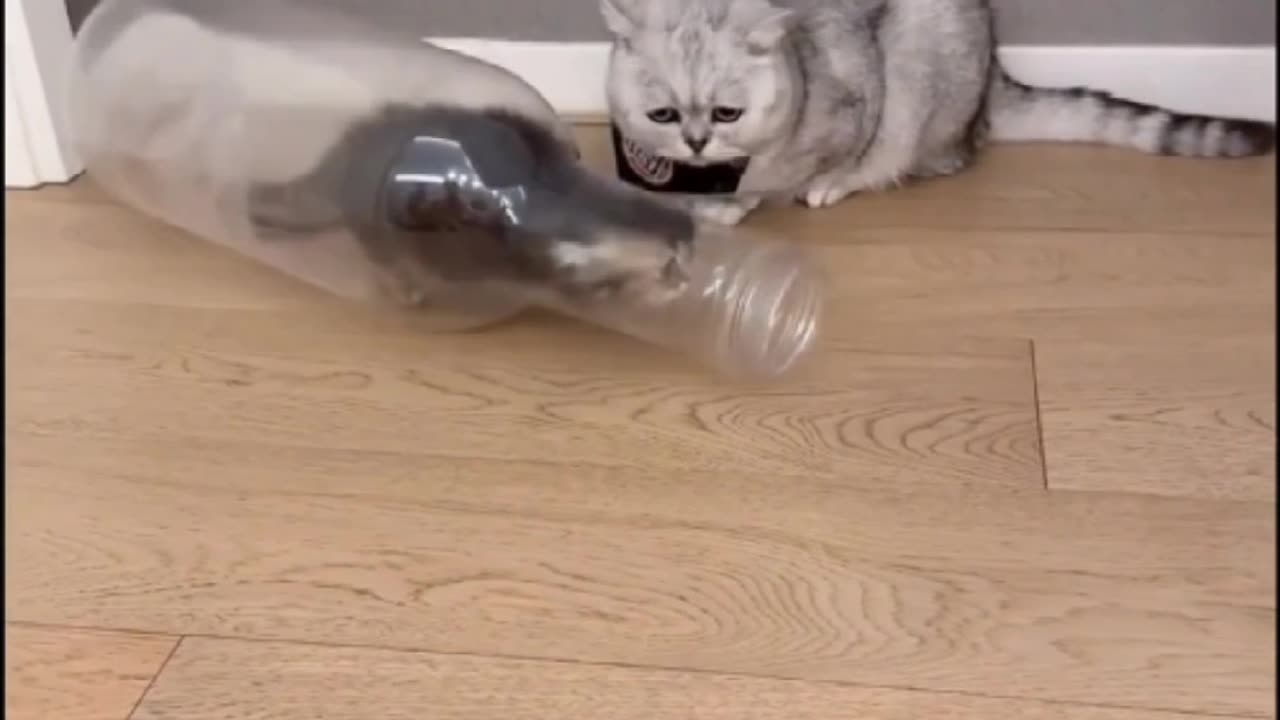 The cat's pee slipped into the bottle