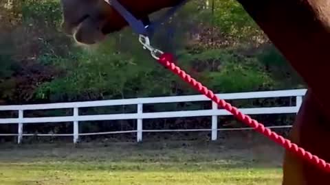 25yo WARMBLOOD NEEDED THIS ADJUSTMENT! 🐴 Animal Chiropractor