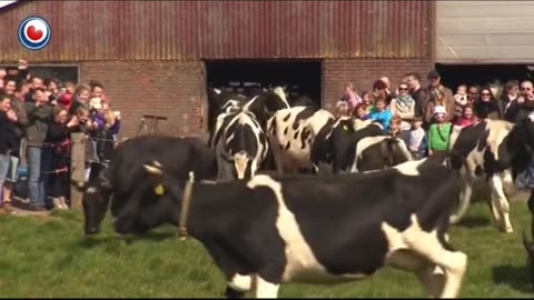 Cows see grass after 6 months