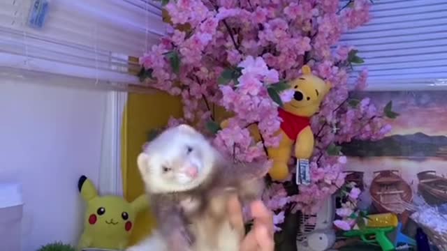 Omgosh ferret… 😏
