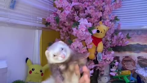 Omgosh ferret… 😏