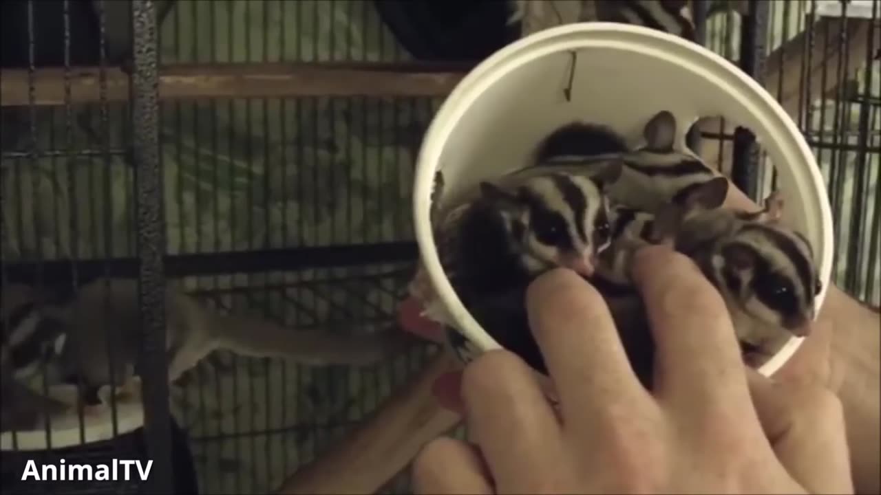 SUGAR GLIDERS Flying - Funny & Cute Compilation