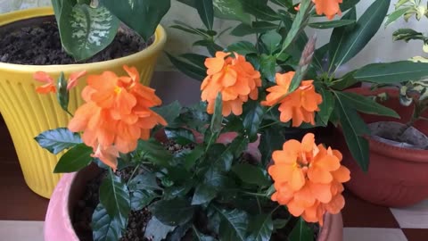 Crossandra Infundibuliformis, Orange Marmalade Firecracker Garden Flowers